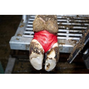 Bovivet elastische klauwsok / hoefbandage XL 10st