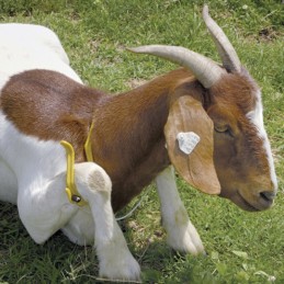 Schapenhouder Gambrel Restrainer L