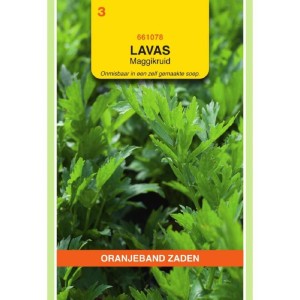Lavas (maggiplant)