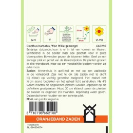 Dianthus Duizendschoon Wee Willie gemengd