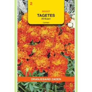 Tagetes Afrikaan Carmen