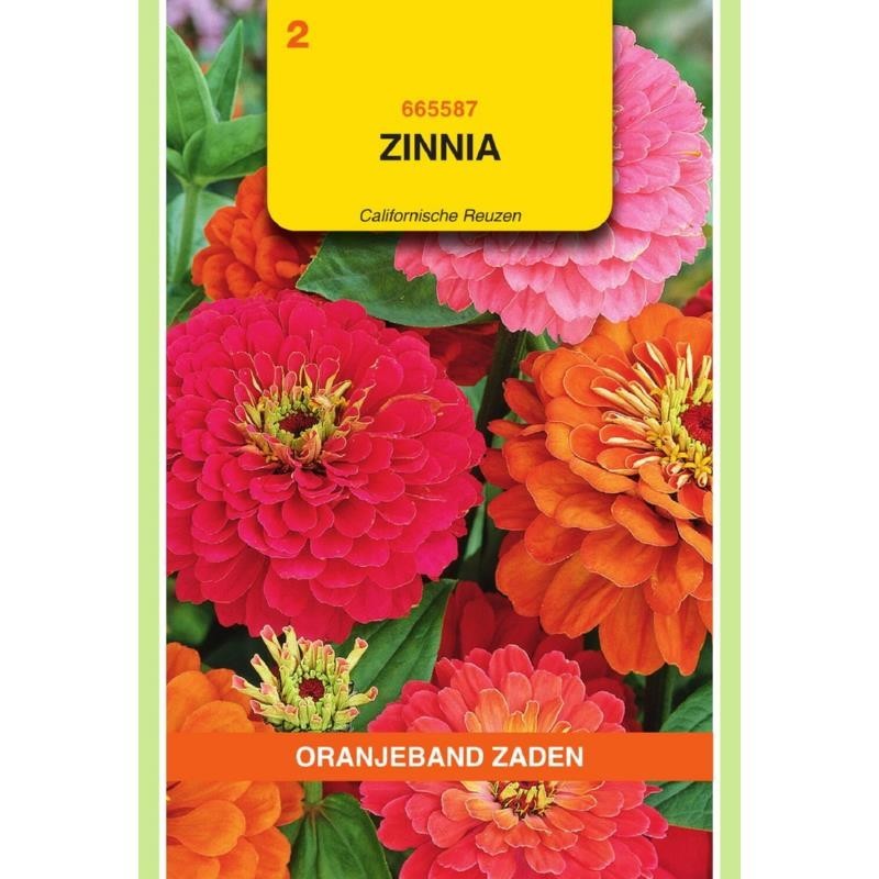 Zinnia Californische Reuzen gemengd