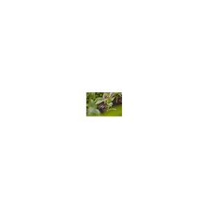Seriedruppelaar 2L (10st)