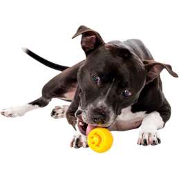 Outward Hound Orbee-Tuff Nooks Geel