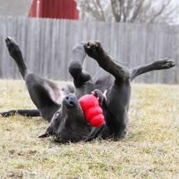 Hondenspeeltje vulbaar Kong classic XS