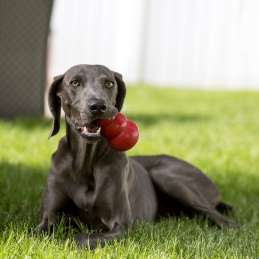 Hondenspeeltje vulbaar Kong classic XXL