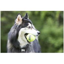 Hondenspeeltje Air Squeaker Tennisbal L 2 stuks