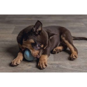Puppy speelbal rubber 6 cm