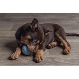 Puppy speelbal rubber 6 cm
