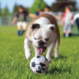KONG Sport Hondenspeelballen Assorti L 2 stuks