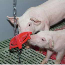 Anti Bijt ring voor varkens met ophangketting