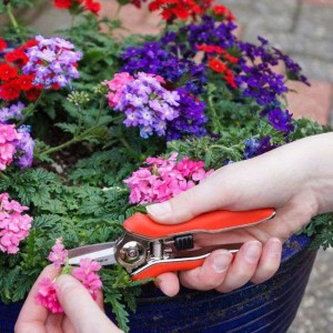 Bloemenschaar spits mini