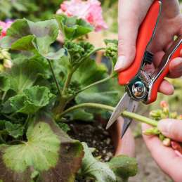 Bloemenschaar spits mini