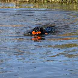 Dog Comets Bobber Groen