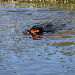 Dog Comets Bobber Oranje