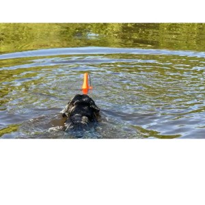 Dog Comets Bobber Oranje