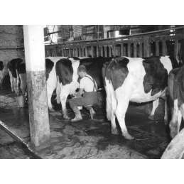 Melkstoeltje "Texas"