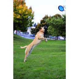 Hondenspeeltje Chuckit! Paraflight L