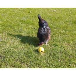 Plastic voeder en speelbal voor kippen 7,5cm