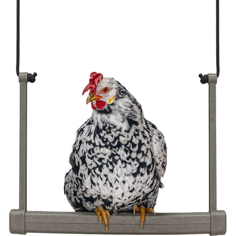 Kippenschommel grijs 40x5x30 cm