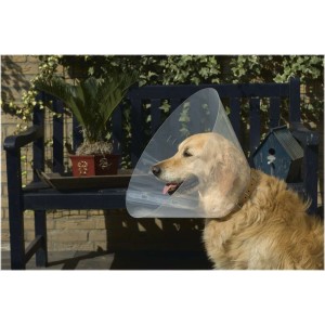 Beeztees hondenkraag plastic 28-33 x 12,5 cm