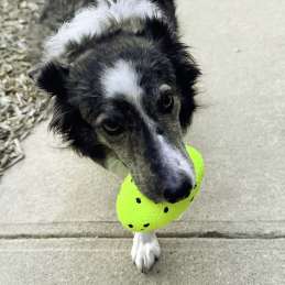 KONG Reflex Football