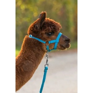 Alpaca Halster zwart Kerbl