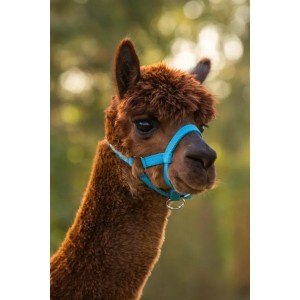 Alpaca Halster zwart Kerbl