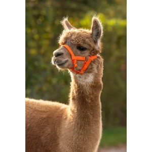 Alpaca Halster Oranje