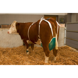 Uiernet koe compleet M