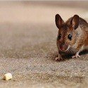 Muizenbestrijding | Muizen in huis | Allesvoorongedierte.nl