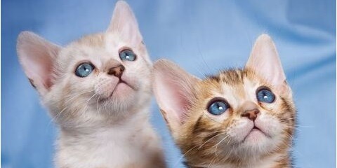 ALLES VOOR UW KATTEN